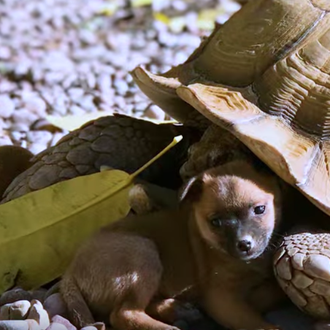 La maravillosa historia de la improbable amistad de los cachorrotes …