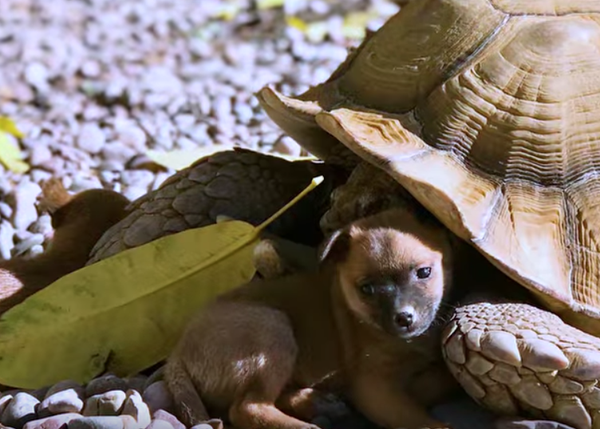 La maravillosa historia de la improbable amistad de los cachorrotes y la tortuga gigante
