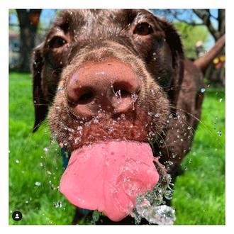 Las clases de aerobic acuático protagonizadas por Harper, una labradora …