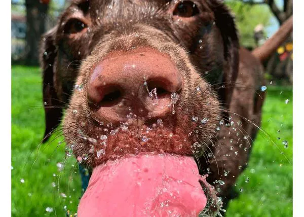 Las clases de aerobic acuático protagonizadas por Harper, una labradora disfrutona