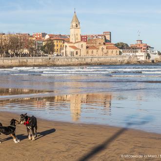 Gijón, una de las ciudades más perrunas de España, lanza …