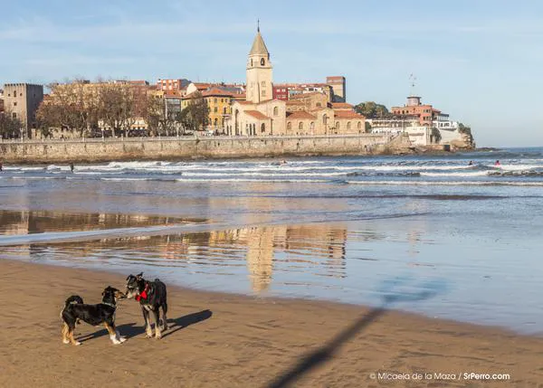Gijón, una de las ciudades más perrunas de España, lanza #gijonyesmican