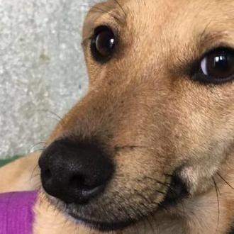 Una perra abandonada porque 