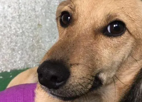 Una perra abandonada porque 