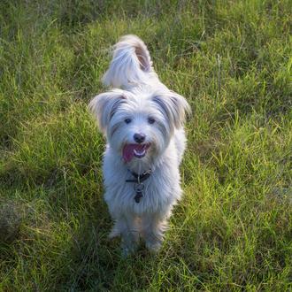 Radiografía de los paseos con perro: 1600 km al año …