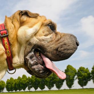 Los lametones y la saliva de los perros ¿pueden curar …