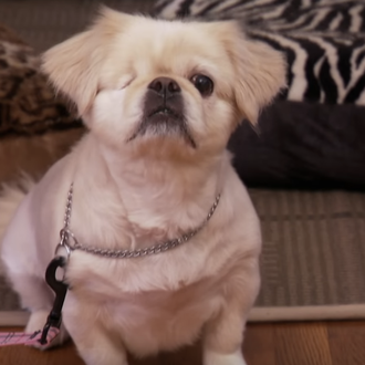 La dominancia en el mundo de los perros: una visión …