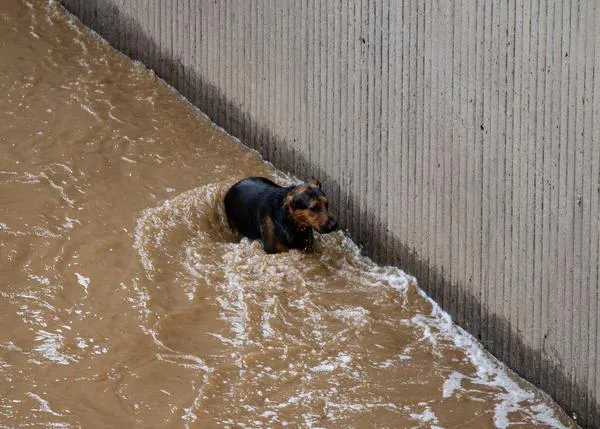 Tras dos intensas horas, los bomberos logran rescatar de un río a un perro aterrorizado y agotado