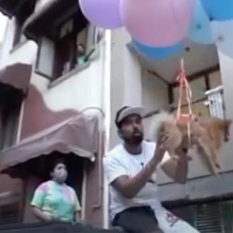 Un youtuber ata a su Pomerania a unos globos de …