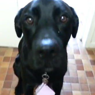 Cupido canino o cómo pedirle a tu novia que se …