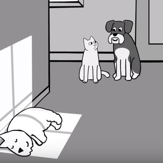 La importancia de los pequeños placeres: estrategias perrunas para disfrutar …