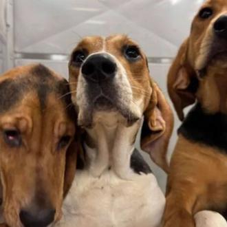 Tras una investigación que reveló métodos crueles, Ontario avanza hacia …