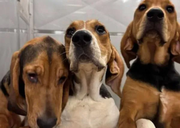 Tras una investigación que reveló métodos crueles, Ontario avanza hacia el fin de la experimentación con perros y gatos