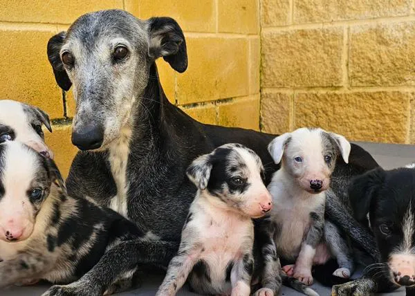 PACMA solicita al Gobierno que la protección animal sea fin de interés social en la declaración de la Renta