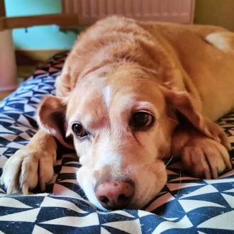 Una perra de 11 años abandonada en el veterinario: su …