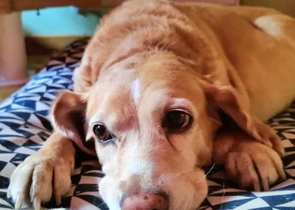 Una perra de 11 años abandonada en el veterinario: su 