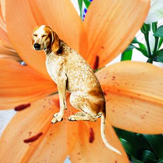 Maddie y SrPerro pasean juntos... al menos en versión virtual …