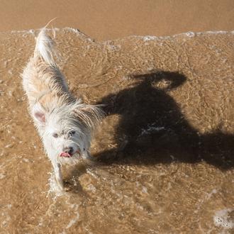 Playas para ir con perro en 2023: listado y mapa …