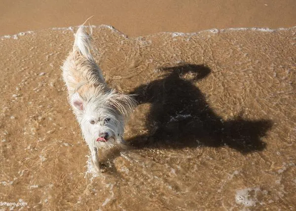 Playas para ir con perro en 2023: listado y mapa de las playas caninas oficiales en España
