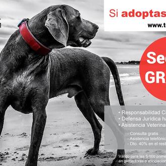 Si su cariño es gratis, sus seguros también