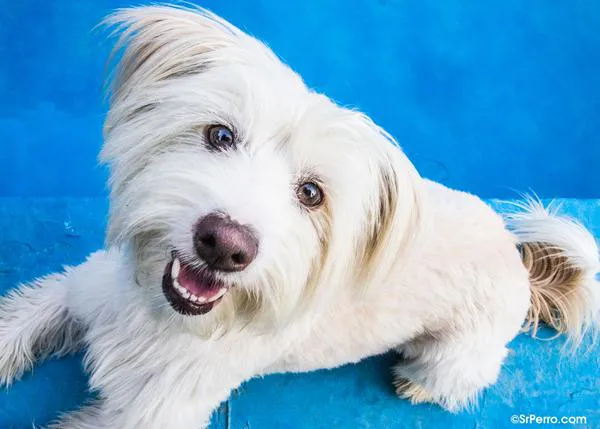 ¿Qué llevar en la maleta cuando te vas de vacaciones con tu perro?