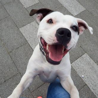 Ziggy, el Staffordshire Bull Terrier con una misión especial 