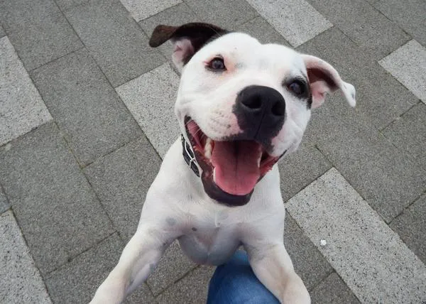 Ziggy, el Staffordshire Bull Terrier con una misión especial 