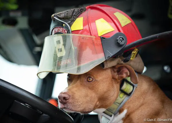 Una historia que te devuelve la fe en la humanidad: un hombre sin hogar, su perro y los bomberos que les están ayudando