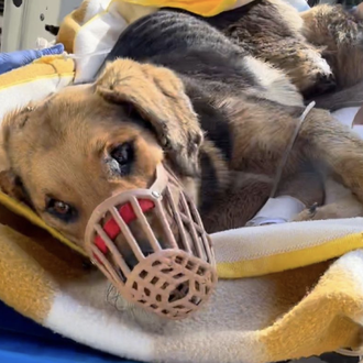 Cachorros abandonados, perros heridos o maltratados: el atroz suma y …
