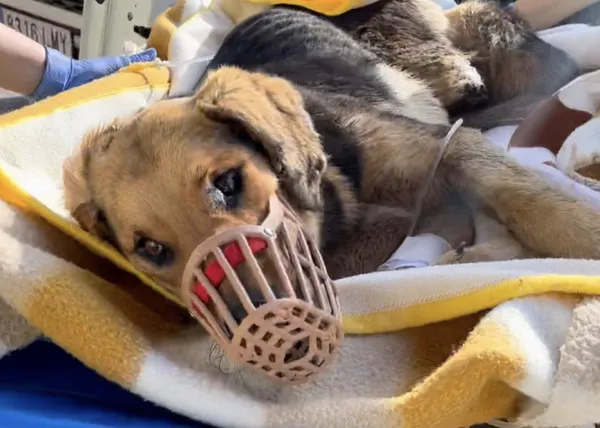 Cachorros abandonados, perros heridos o maltratados: el atroz suma y sigue con el que viven las protectoras en España