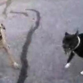 El vídeo de un policía enfrentándose a dos perros 