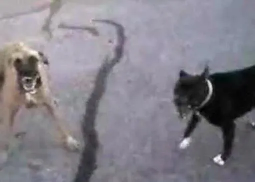 El vídeo de un policía enfrentándose a dos perros 