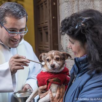 Perros -y cerdos, erizos, gatos y hurones- celebran San Antón …