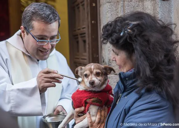 Perros -y cerdos, erizos, gatos y hurones- celebran San Antón en Madrid