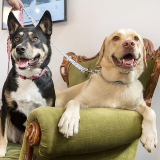 El evitable y grave círculo vicioso de la obesidad canina