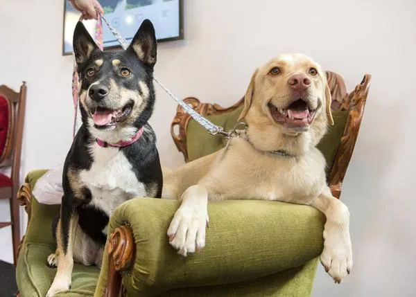 El evitable y grave círculo vicioso de la obesidad canina