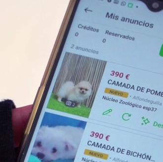El negocio de los perros en España: el reportaje de …