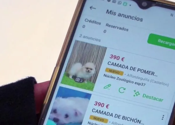 El negocio de los perros en España: el reportaje de Equipo de Investigación de LaSexta