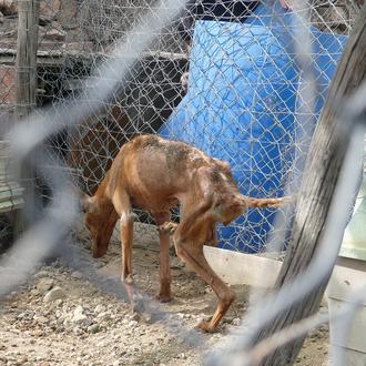 Galgos del Sur denuncia (otro) terrible caso de maltrato de …