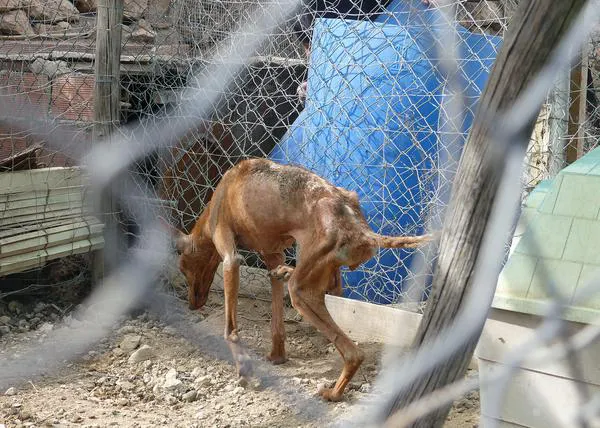 Galgos del Sur denuncia (otro) terrible caso de maltrato de perros de caza ante la pasividad de las autoridades