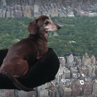 Vídeo arte viajero y muy perruno: el vuelo del salchicha