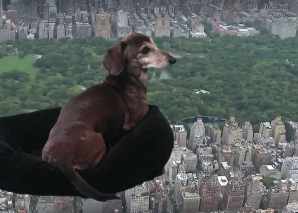 Vídeo arte viajero y muy perruno: el vuelo del salchicha