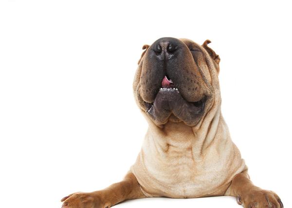 La felicidad contagiosa de los canes relajados, los "Perros Zen" de Alex  Cearns | SrPerro, la guía para animales urbanos.