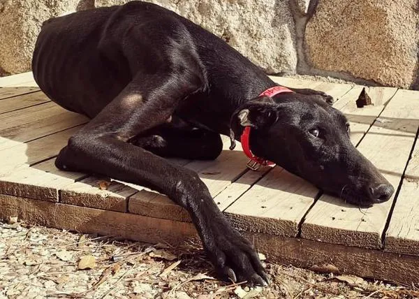 Poncho, un galguito algo cotilla y cariñoso, espera paciente a una familia con sofá donde siestear, ¿será la tuya? 