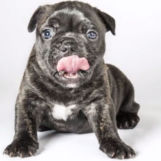 El Time lapse más guau: un cachorro de bulldog francés …