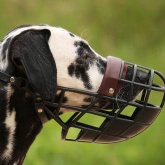 Perros con bozal: posibles razones por las que lo llevan …