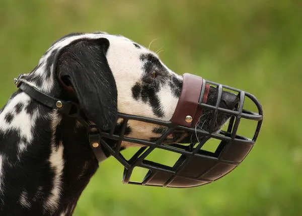 Perros con bozal: posibles razones por las que lo llevan, peligros a evitar y cómo enseñarles a llevarlo