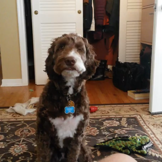 Esos perros parlanchines... vídeos caninos que hacen sonreír