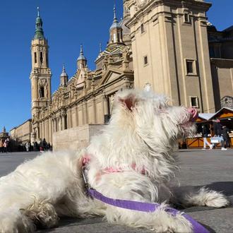 Olaf, el cachorrote rescatado del balcón en el que había …