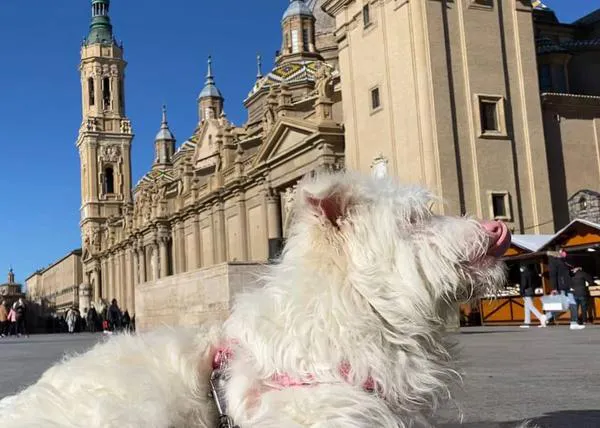 Olaf, el cachorrote rescatado del balcón en el que había pasado ocho meses busca buen hogar en Zaragoza